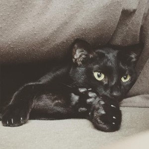 11225451_1004965499522816_742652196622303890_n